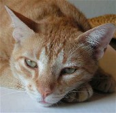 Mi otro gato El Rufo, mi otro gato.