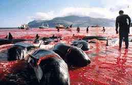 matanza de ballenas