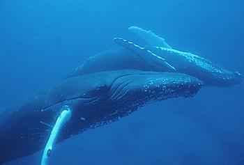 dos ballenas