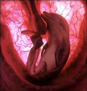 Delfín dentro del útero