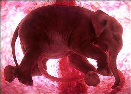 Elefante formado, vista intrauterina