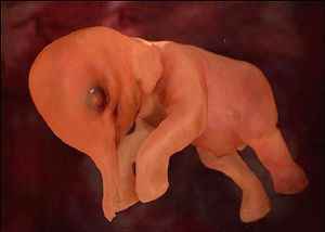 Elefantito, vista intrauterina
