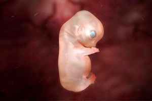 embrión del útero