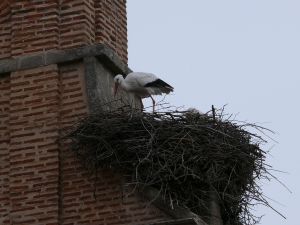 Cigüeña en el nido