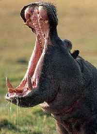 hipopótamo bostezando