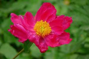 R-explo_rosa