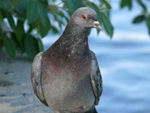 R-paloma_01