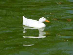 R-patos_01