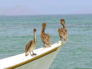 R-pelicanos_02