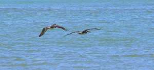 R-pelicanos_03