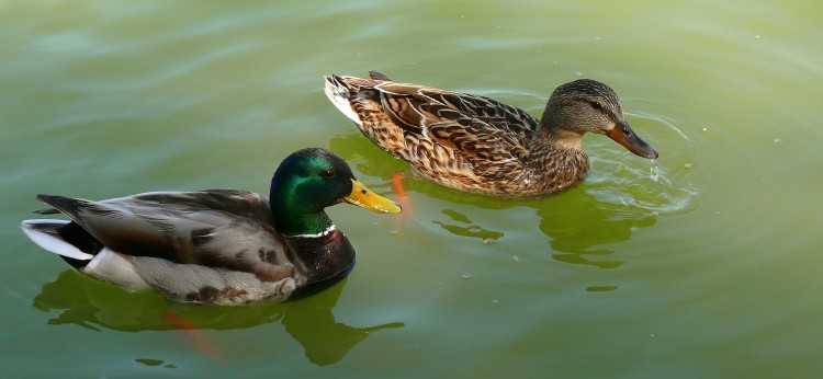patos_02