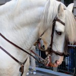 Caballos, prostitutas y grandes hombres